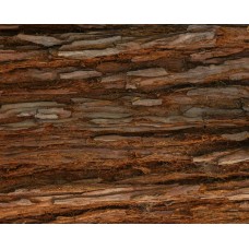 Spectral Analysis: Revolutionizing Rosewood Identification