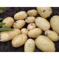 Application of Spectrometer in Potato Late Blight Research