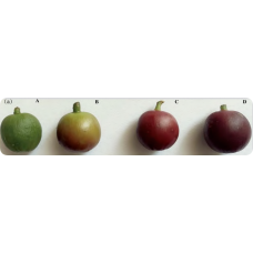 From Color to Flavor: Hyperspectral Imaging Decodes Coffee Ripeness-1
