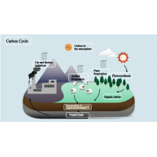 Fluorescence Spectroscopy Unveils Carbon Cycle Changes