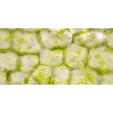 Using Field Spectroradiometer to Identify Rice Chlorophyll Concentration