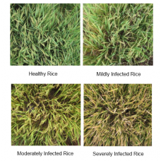 Application of ATH9010 in Monitoring Rice Diseases