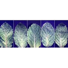 Hyperspectral Wavelength Extraction and Origin Identification Model for Spearmint