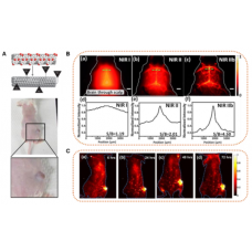 Application Case | Application Of Near-infrared Second-zone Fluorescence Imager In Biomedical Experiments